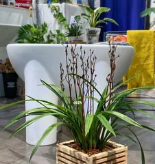 The selection of orchid potting (suitable pot size and orchid care)