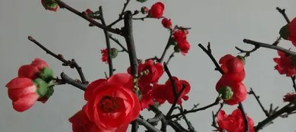 Everything you need to know about growing begonias at home (Precautions and maintenance tips for growing begonias at home) 3