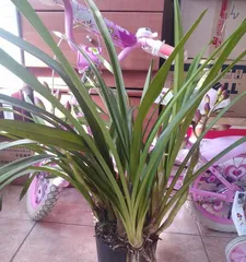 Potted Orchid Pot Selection (Appropriate Pot Size and Orchid Care) 2