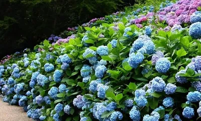 Why can't hydrangeas be kept at home? (Exploring the toxicity and maintenance difficulties of hydrangeas)