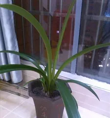 Potted Orchid Pot Selection (Appropriate Pot Size and Orchid Care) 3