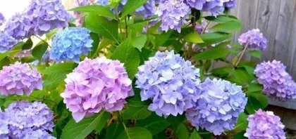 Why shouldn't you keep hydrangeas at home? (Exploring the toxicity and maintenance difficulty of hydrangeas) 2