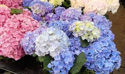 Why shouldn't you keep hydrangeas at home? (Exploring the toxicity and maintenance difficulty of hydrangeas) 3