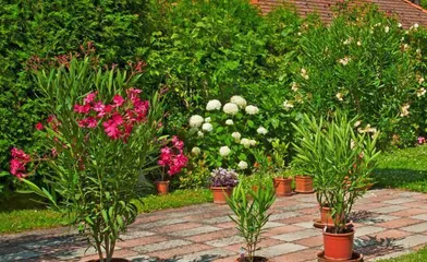 Detailed Care of Oleander (The Secret Weapon for Creating a Beautiful Garden)