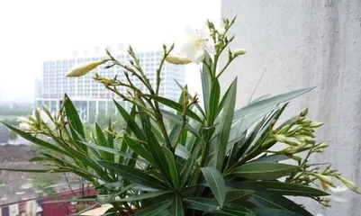 Oleander Care Guide (Secret Weapon for Creating Beautiful Gardens) 2