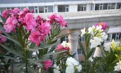 Oleander Care Guide (Secret Weapon for Creating Beautiful Gardens) 3