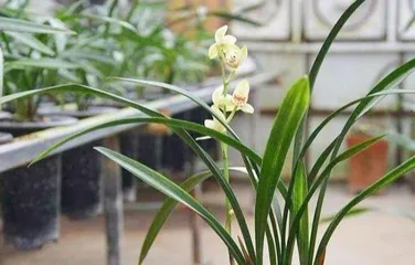Is orchid suitable for indoor cultivation? (Care tips and precautions for indoor orchids.)