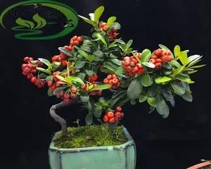 The Cultivation and Maintenance Methods of Pyracantha Old Stems (Creating a Unique Ecological Landscape, Old Pyracantha Stems Are a Must-Have)