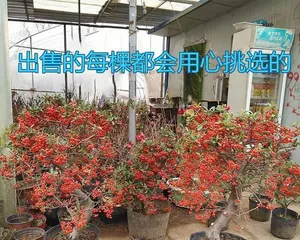 Pyracantha Old Stump Breeding Methods and Maintenance (Create Distinctive Ecological Landscapes, Don