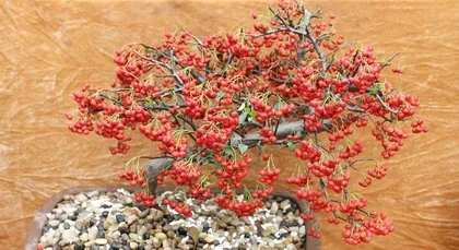 Pyracantha Old Stump Breeding Methods and Maintenance (Create Distinctive Ecological Landscapes, Don