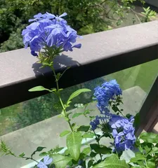 How to water and care for Plumbago? (Master the correct watering techniques to help Plumbago grow healthily)