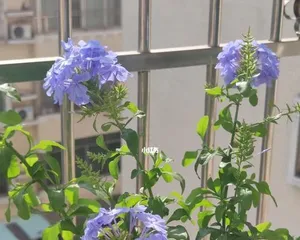 How to Water and Care for Blue Plumbago? (Master Proper Watering Techniques for Healthy Growth) 3