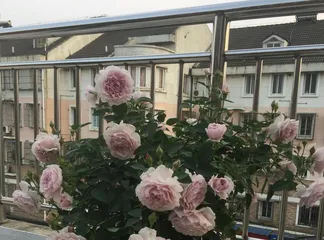 Investigate the characteristics and growth habits of fire roses (from the perspectives of climbing and shrub varieties)