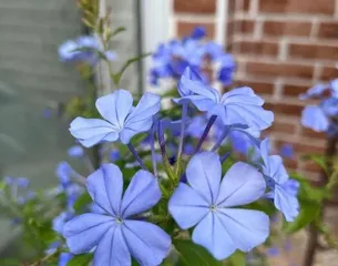 Winter Care and Safe Wintering Methods for Blue Snowflakes (Creating a Comfortable and Cozy Survival Environment for Blue Snowflakes)