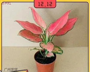 Care Tips for Auspicious Fortune Flower (Make Your Auspicious Fortune Flower Look Better!)