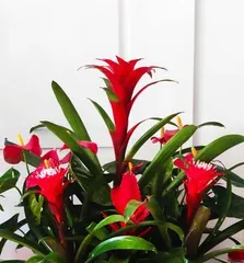 Jixiang Ruyi Flower Care Tips (Make Your Jixiang Ruyi Flower More Beautiful!) 2