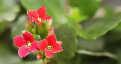 Jixiang Ruyi Flower Care Tips (Make Your Jixiang Ruyi Flower More Beautiful!) 3