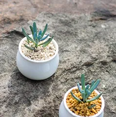 Blue Spruce Succulent Care Ultimate Guide (Master these tips to keep your blue spruce succulent healthy and beautiful)