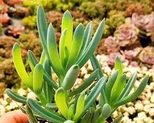 Complete Guide to Caring for Blue Pine Succulent (Master These Techniques to Keep Your Blue Pine Succulent Healthy and Beautiful) 2