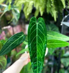 The Care of Orchids: Do They Prefer Shade or Sunlight? (Exploring the Growth Habits of Orchids, How to Care for Them Scientifically?)