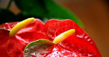 Anthurium Care: Shade or Sun? (Exploring Anthurium Growth Habits, How to Care Scientifically?) 2