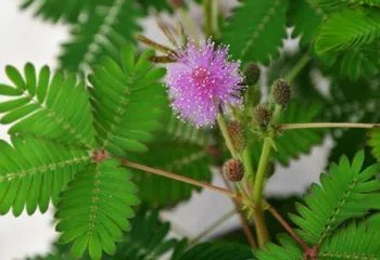 Anthurium Care: Shade or Sun? (Exploring Anthurium Growth Habits, How to Care Scientifically?) 3