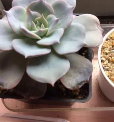 How to deal with the issue of Agave leaves becoming soft? (Agave care tips, avoid soft leaves)