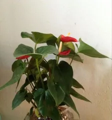 How to grow an orchid? (Creating a beautiful orchid garden, and "care tips")