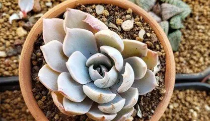 How to deal with soft leaves of Echeveria Blue Stone? (Echeveria Blue Stone care tips, avoid soft leaves) 2