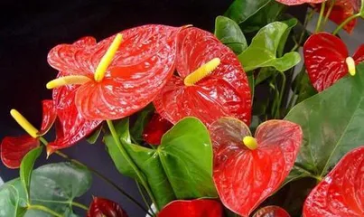 How to Cultivate Anthurium? (Creating a Beautiful Anthurium Garden and Care Techniques) 2