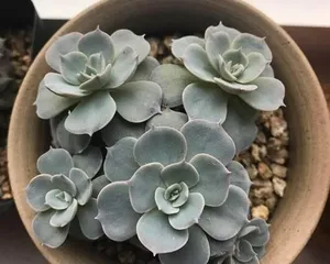 How to deal with soft leaves of Echeveria Blue Stone? (Echeveria Blue Stone care tips, avoid soft leaves) 3