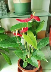 How to Cultivate Anthurium? (Creating a Beautiful Anthurium Garden and Care Techniques) 3