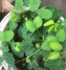 The blooming time and care methods of mimosa (How often does it bloom? How to make mimosa bloom more flowers?)