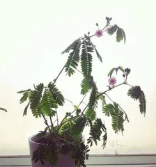 Mimosa Flowering Time and Maintenance Methods (How often does it bloom? How to make mimosa bloom more?) 2