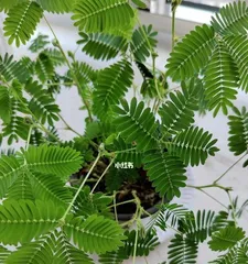 Mimosa Flowering Time and Maintenance Methods (How often does it bloom? How to make mimosa bloom more?) 3