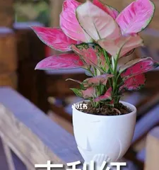 The Care Guide for Jilihong (Creating a Beautiful and Durable Jilihong Plant)