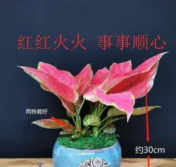 Pitaya Care Guide (Create a Beautiful and Durable Pitaya Plant) 2