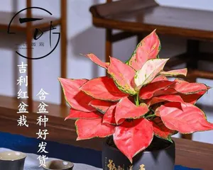 Pitaya Care Guide (Create a Beautiful and Durable Pitaya Plant) 3