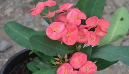 Why are spiky plants not suitable for home environments? (The home environment and plant care requirements are not compatible; spiky plants require caution.)