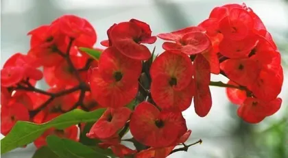 Why Thorny Plants Are Not Suitable for Home Environments? (Home Environment and Plant Care Requirements Do Not Match, Be Cautious When Keeping Thorny Plants) 2