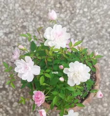 The reasons why Jixuejisi (Jasmine) doesn't bloom and solutions (care tips to make Jixuejisi bloom throughout the garden)