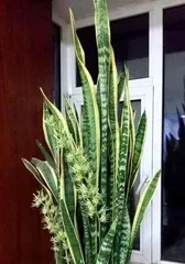 Why Thorny Plants Are Not Suitable for Home Environments? (Home Environment and Plant Care Requirements Do Not Match, Be Cautious When Keeping Thorny Plants) 3