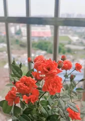 Reasons and Solutions for Miniature Roses Not Blooming (Care Tips to Make Miniature Roses Bloom Profusely in the Garden) 2