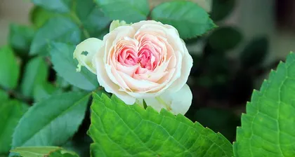 Reasons and Solutions for Miniature Roses Not Blooming (Care Tips to Make Miniature Roses Bloom Profusely in the Garden) 3