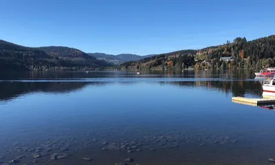 Blue Marguerite Flower Care Methods (Start Creating a Beautiful Garden with Blue Marguerite Flowers) 3