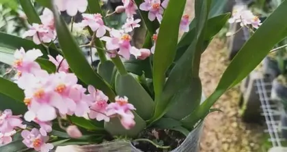 The Care Method for Lily of the Valley (The Secret to Watering Lily of the Valley)