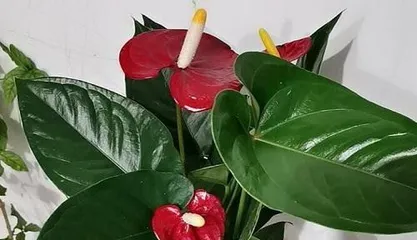 Understand the winter survival and care of lotus bamboo, no longer worry about freezing to death!