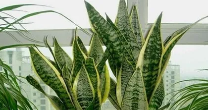 Learn about lucky bamboo