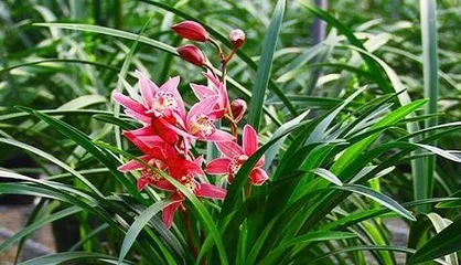 Learn about lucky bamboo