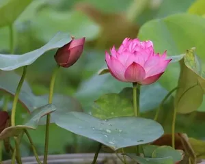 Lotus Planting Guide (How to Plant Lotus in Spring, Care and Propagation of Lotus)